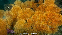 Yellow sea fan by Robby Quento 